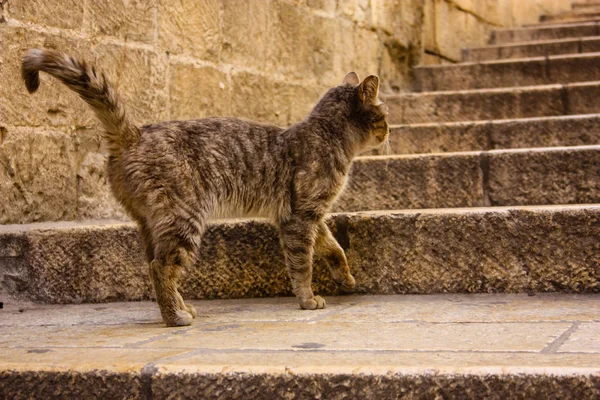 Крупним Планом Кішки Вулиці Єрусалиму Ізраїлі — стокове фото