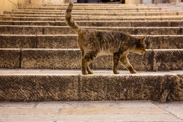 Крупним Планом Кішки Вулиці Єрусалиму Ізраїлі — стокове фото