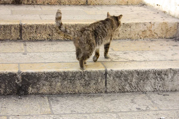Vértes Egy Utcai Macska Jeruzsálem Izrael — Stock Fotó
