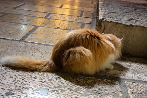 Nahaufnahme Einer Straßenkatze Aus Jerusalem Israel — Stockfoto