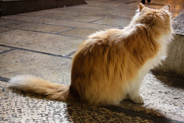 Close Van Een Straat Kat Van Jeruzalem Israël — Stockfoto