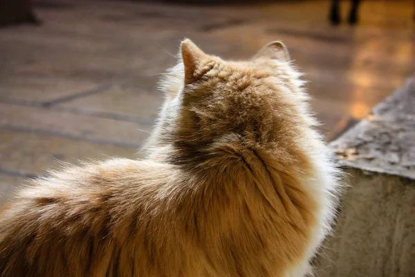 Nahaufnahme Einer Straßenkatze Aus Jerusalem Israel — Stockfoto