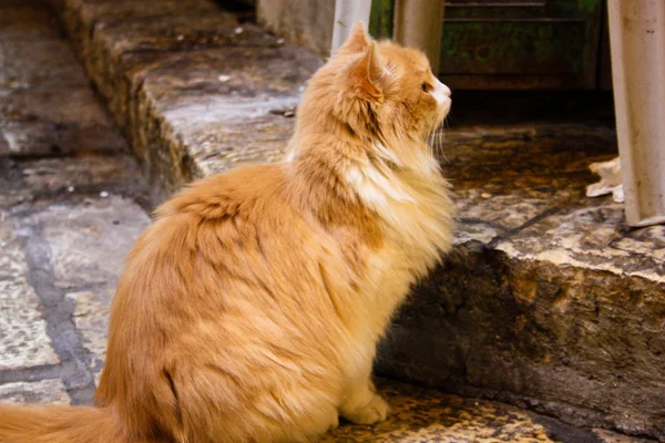 Nahaufnahme Einer Straßenkatze Aus Jerusalem Israel — Stockfoto