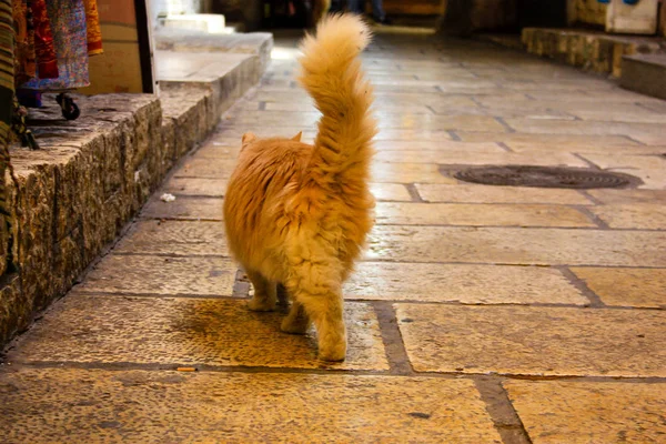 Nahaufnahme Einer Straßenkatze Aus Jerusalem Israel — Stockfoto