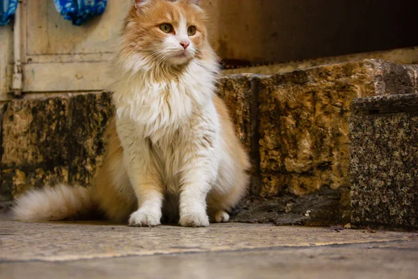 Gros Plan Chat Rue Jérusalem Israël — Photo