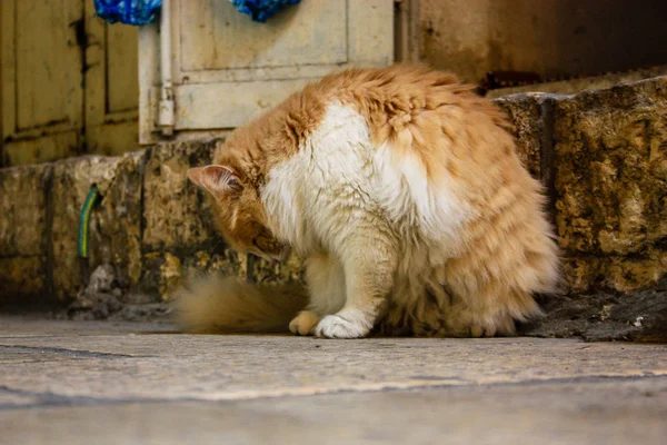 Vértes Egy Utcai Macska Jeruzsálem Izrael — Stock Fotó