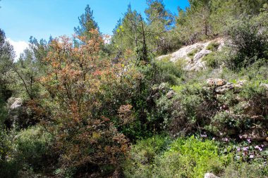  Manzara ve doğa beyaz Valley Kudüs, İsrail Ulusal Trek bir parçası yakınlarında 