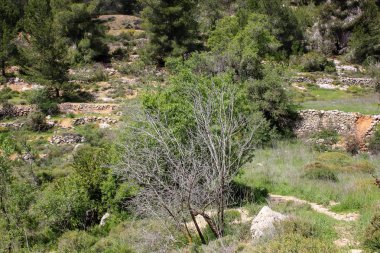 Manzara ve doğa beyaz Valley Kudüs, İsrail Ulusal Trek bir parçası yakınlarında