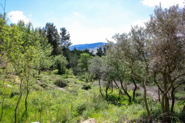 Manzara ve doğa beyaz Valley Kudüs, İsrail Ulusal Trek bir parçası yakınlarında