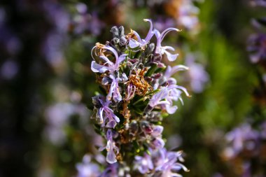 Manzara ve doğa beyaz Valley Kudüs, İsrail Ulusal Trek bir parçası yakınlarında