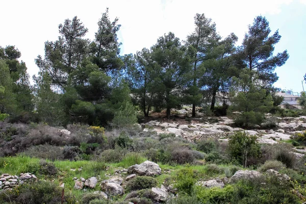 Paisaje Naturaleza Valle Blanco Cerca Jerusalén Parte Caminata Nacional Israelí —  Fotos de Stock