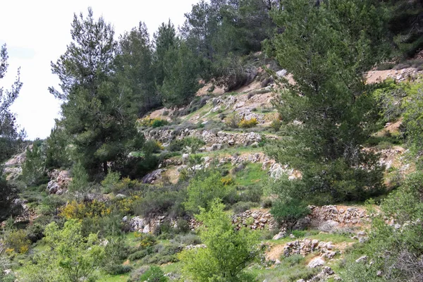 Krajobraz Natura Białej Dolinie Pobliżu Jerozolimy Część Izraela Krajowej Trek — Zdjęcie stockowe