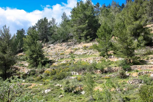 Τοπίο Και Φύση Στην Κοιλάδα Λευκό Κοντά Στην Ιερουσαλήμ Μέρος — Φωτογραφία Αρχείου