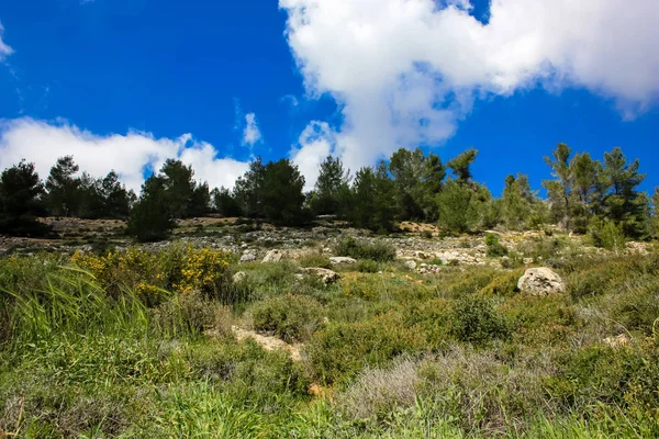 Paisagem Natureza Vale Branco Perto Jerusalém Parte Caminhada Nacional Israelense — Fotografia de Stock