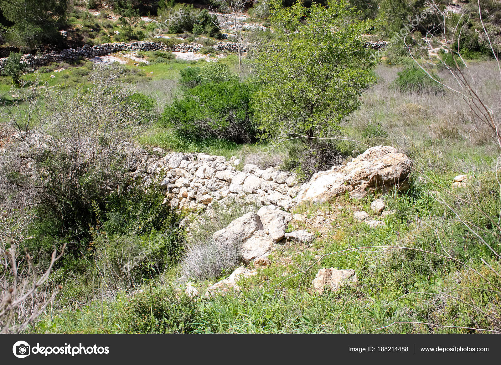 Israel flor nacional fotos de stock, imágenes de Israel flor nacional sin royalties | Depositphotos Israel flor nacional fotos de stock, imágenes de Israel flor nacional sin royalties | Depositphotos