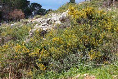 Manzara ve doğa beyaz Valley Kudüs, İsrail Ulusal Trek bir parçası yakınlarında