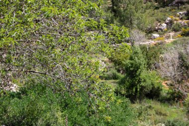 Manzara ve doğa beyaz Valley Kudüs, İsrail Ulusal Trek bir parçası yakınlarında