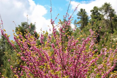 Manzara ve doğa beyaz Valley Kudüs, İsrail Ulusal Trek bir parçası yakınlarında