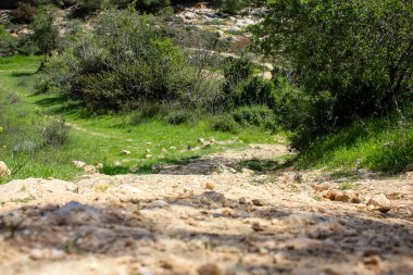 Manzara ve doğa beyaz Valley Kudüs, İsrail Ulusal Trek bir parçası yakınlarında
