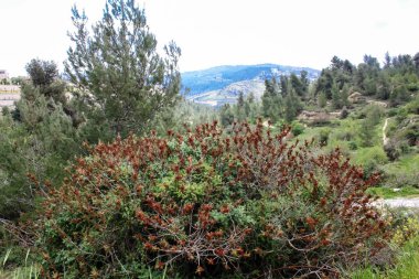  Manzara ve doğa beyaz Valley Kudüs, İsrail Ulusal Trek bir parçası yakınlarında 