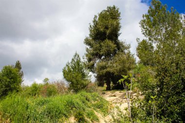  Manzara ve doğa beyaz Valley Kudüs, İsrail Ulusal Trek bir parçası yakınlarında 