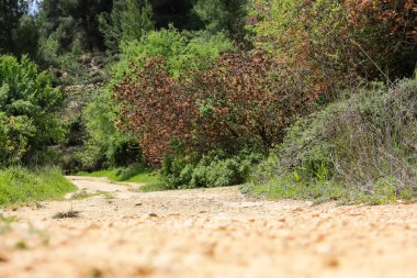  Manzara ve doğa beyaz Valley Kudüs, İsrail Ulusal Trek bir parçası yakınlarında 
