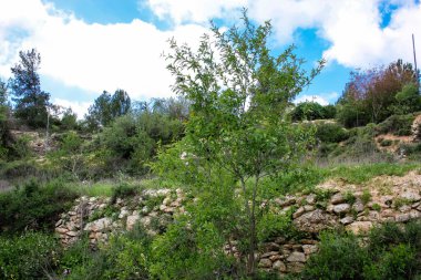  Manzara ve doğa beyaz Valley Kudüs, İsrail Ulusal Trek bir parçası yakınlarında 