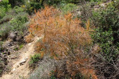 Manzara ve doğa beyaz Valley Kudüs, İsrail Ulusal Trek bir parçası yakınlarında 