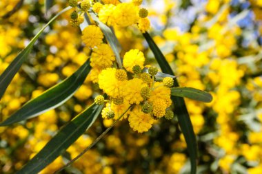  Manzara ve doğa beyaz Valley Kudüs, İsrail Ulusal Trek bir parçası yakınlarında 