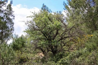  Manzara ve doğa beyaz Valley Kudüs, İsrail Ulusal Trek bir parçası yakınlarında 
