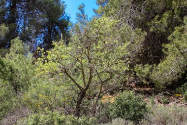  Manzara ve doğa beyaz Valley Kudüs, İsrail Ulusal Trek bir parçası yakınlarında 