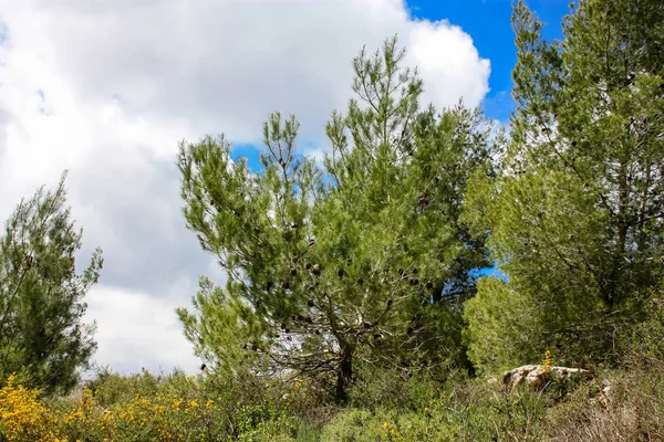 Paisagem Natureza Vale Branco Perto Jerusalém Parte Caminhada Nacional Israelense — Fotografia de Stock