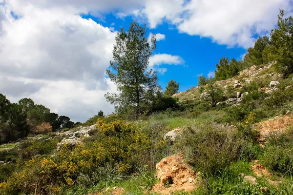 Τοπίο Και Φύση Στην Κοιλάδα Λευκό Κοντά Στην Ιερουσαλήμ Μέρος — Φωτογραφία Αρχείου