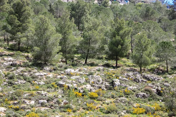 Paisagem Natureza Vale Branco Perto Jerusalém Parte Caminhada Nacional Israelense — Fotografia de Stock