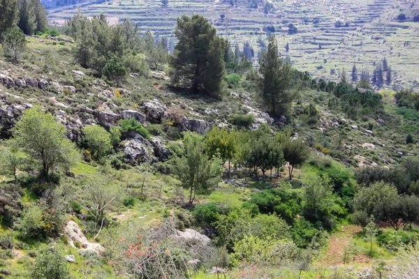 Landschap Natuur Vallei Van Wit Buurt Van Jeruzalem Deel Van — Stockfoto