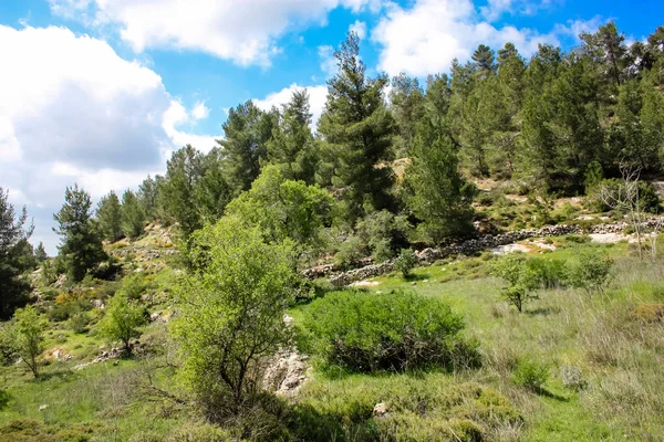 Krajobraz Natura Białej Dolinie Pobliżu Jerozolimy Część Izraela Krajowej Trek — Zdjęcie stockowe