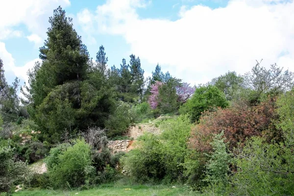 Paisaje Naturaleza Valle Blanco Cerca Jerusalén Parte Caminata Nacional Israelí — Foto de Stock