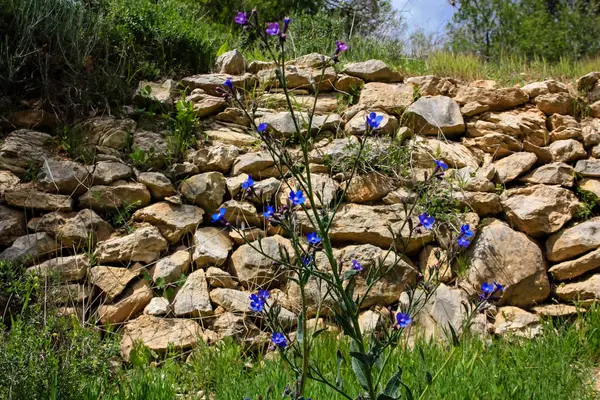 Landschaft Und Natur Weißen Tal Bei Jerusalem Teil Des Israelischen — Stockfoto