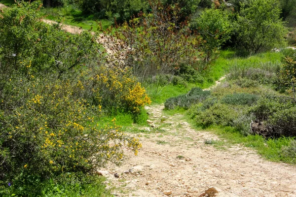 Manzara Doğa Beyaz Valley Kudüs Srail Ulusal Trek Bir Parçası — Stok fotoğraf