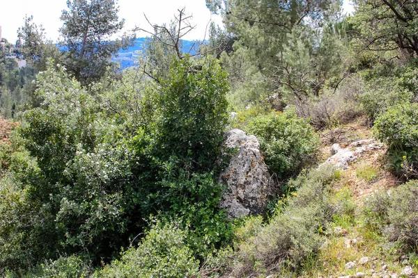 Τοπίο Και Φύση Στην Κοιλάδα Λευκό Κοντά Στην Ιερουσαλήμ Μέρος — Φωτογραφία Αρχείου