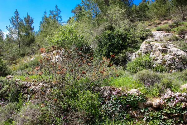 在耶路撒冷附近的白色山谷的景观和自然 以色列国家跋涉的一部分 — 图库照片