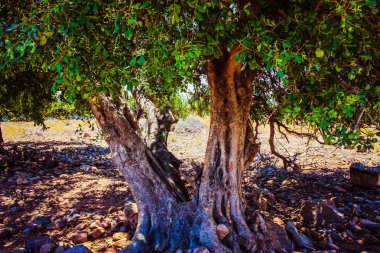 Crete kırsal manzara ve doğa