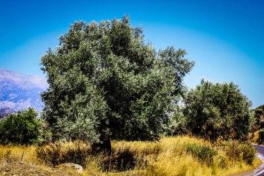 Crete kırsal manzara ve doğa