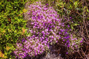 Crete kırsal manzara ve doğa