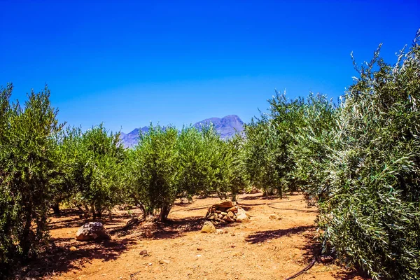 Crete Kırsal Manzara Doğa — Stok fotoğraf