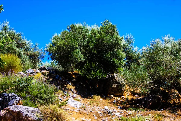 Crete Kırsal Manzara Doğa — Stok fotoğraf