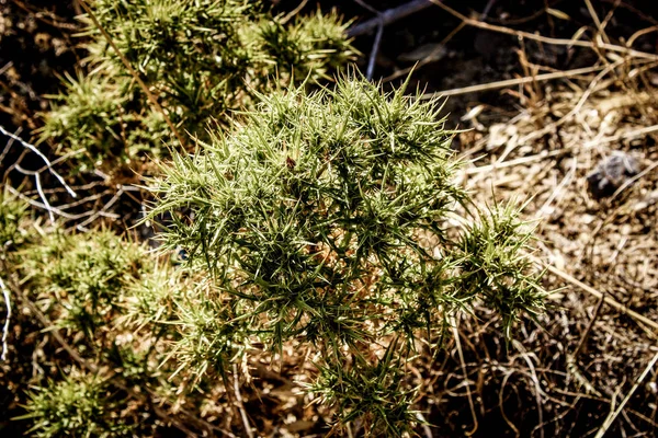 Creta Peisaj Rural Natură — Fotografie, imagine de stoc