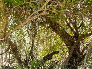 Doğa ve manzara Kudüs'te İsrail çevresinde      