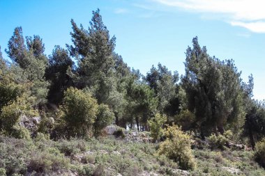 Doğa ve manzara Kudüs'te İsrail çevresinde      