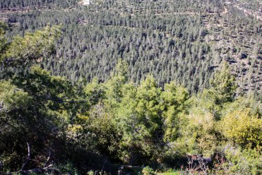 Doğa ve manzara Kudüs'te İsrail çevresinde      